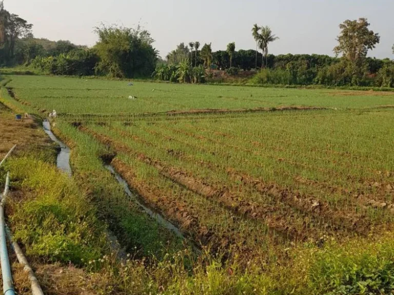 ขายที่ดินพื้นที่สวย บ้านทุ่งศาลา ตกลบดอนเปา อำเภอแม่วาง จังหวัดเชียงใหม่ พื้นที่ 9 ไร่ ไร่ละ 800000บาท สามารถทำการเกษตรได้และใกล้แหล่งน้ำ