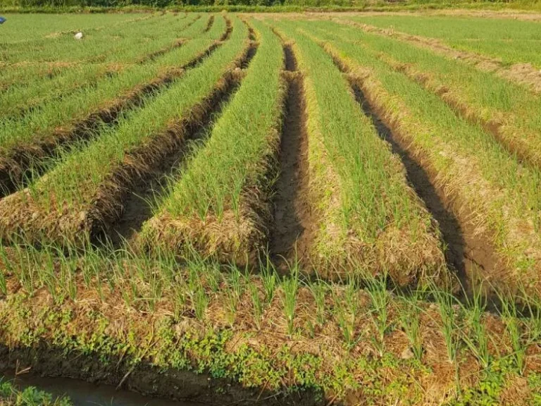 ขายที่ดินพื้นที่สวย บ้านทุ่งศาลา ตกลบดอนเปา อำเภอแม่วาง จังหวัดเชียงใหม่ พื้นที่ 9 ไร่ ไร่ละ 800000บาท สามารถทำการเกษตรได้และใกล้แหล่งน้ำ