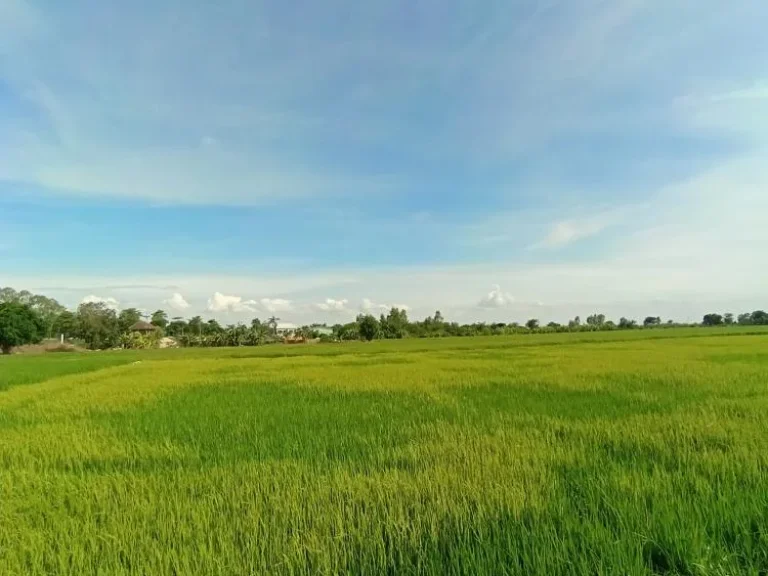 ขายที่ดินจังหวัดพระนครศรีอยุธยา เจ้าของขายเอง สนใจติดต่อ ราคาตกลงกันได้