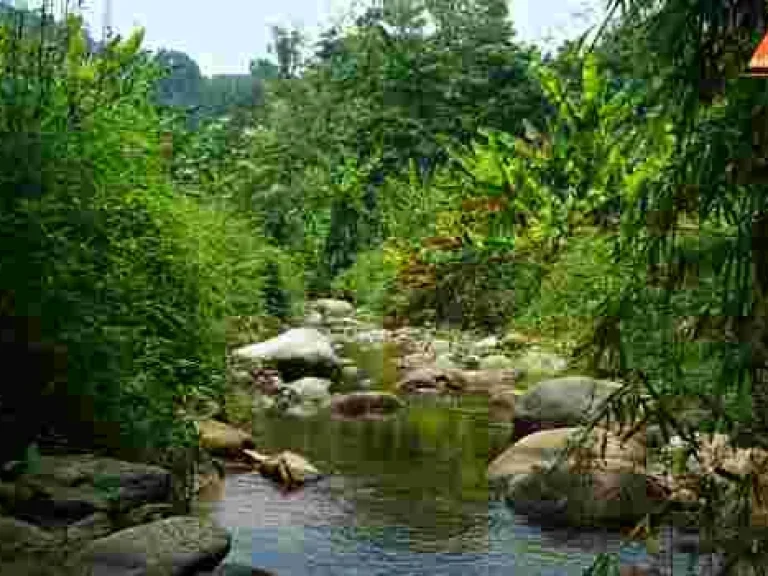 ขายที่ดิน บ้านปางจำปี อำเภอแม่ออน จังหวัดเชียงใหม่