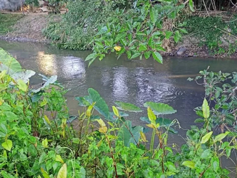 ขายที่ดินแม่ริมติดน้ำ วิวภูเขา เหมาะกับการเกษตร