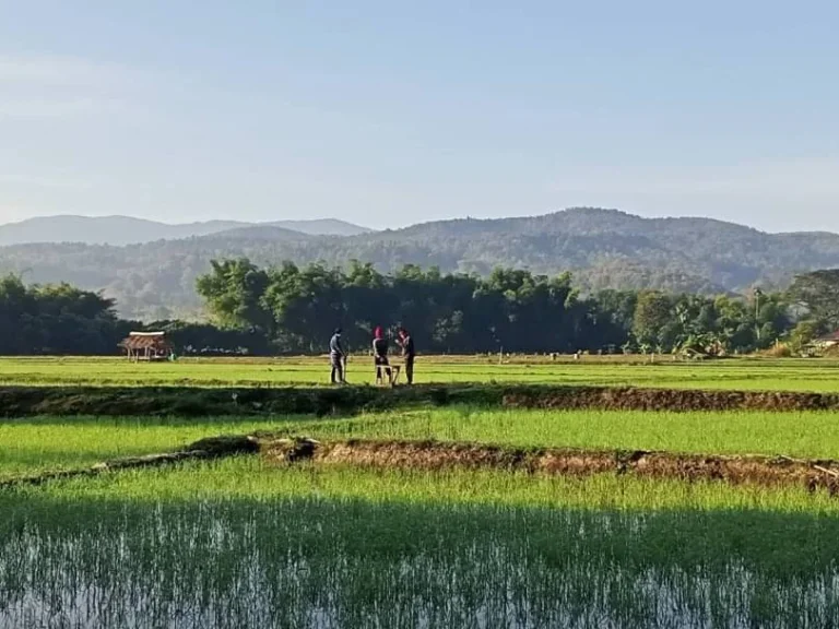 ขายที่ดินแม่ริมติดน้ำ วิวภูเขา เหมาะกับการเกษตร