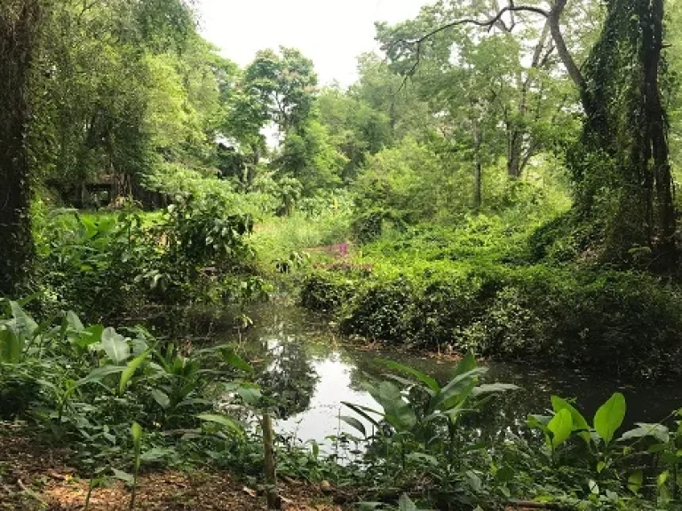 ขายที่ดิน ติดรุ่งอรุณน้ำพุร้อน บ้านโป่งนก ตำบลสหกรณ์ อำเภอแม่ออน จังหวัดเชียงใหม่