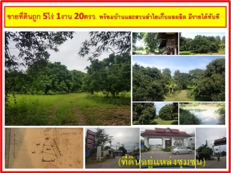 ขายที่ดินถูก 5ไร่ 1งาน 20ตรว พร้อมบ้านและสวนลำไยเก็บผลผลิต มีรายได้ทันที