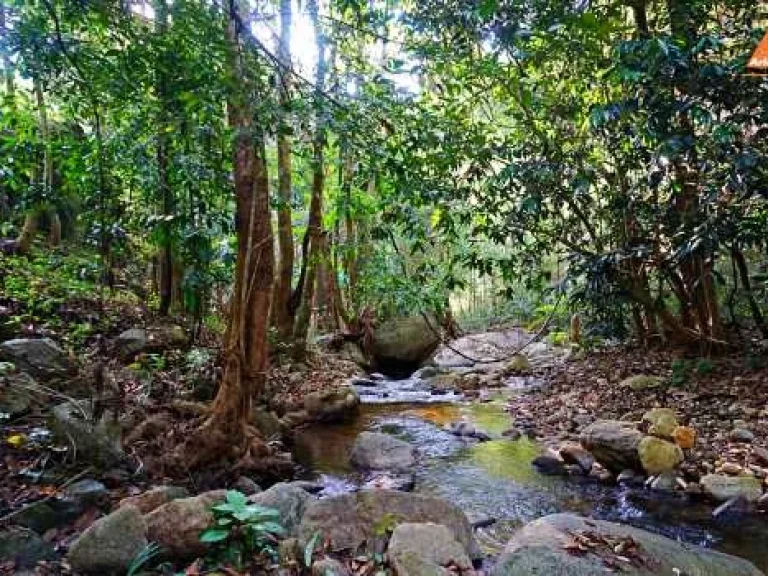 ขายที่ดิน บ้านแม่ลาย-แม่กำปอ ตำบลห้วยแก้ว อำเภอแม่ออน จังหวัดเชียงใหม่