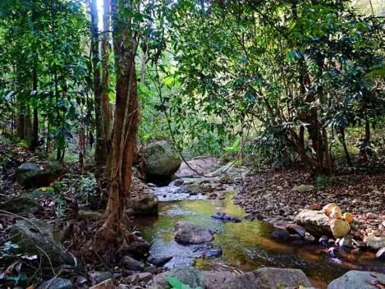 ขายที่ดิน บ้านแม่ลาย-แม่กำปอ ตำบลห้วยแก้ว อำเภอแม่ออน จังหวัดเชียงใหม่