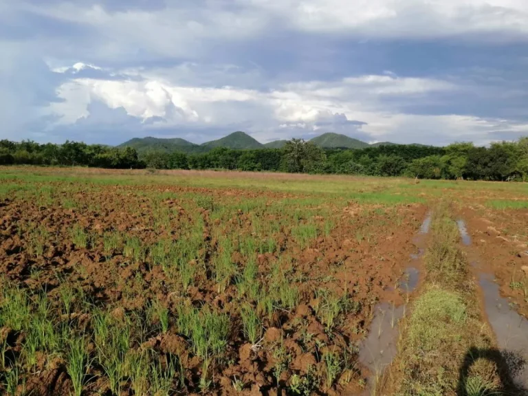 ขายที่นา 4 ไร่ 82 ตรวตศรีสองรัก อเมือง จเลย 450000 บาท