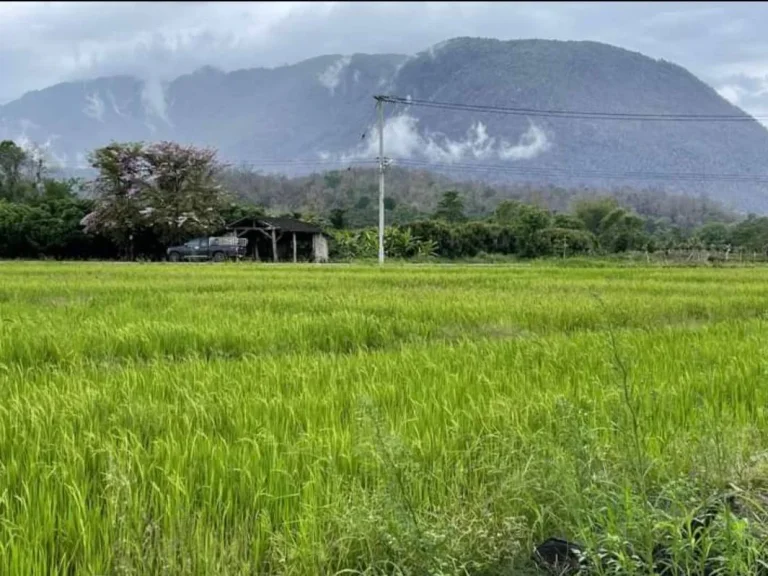 ขายที่ดินติดถนนวิวดอยหลวง เชียงดาว เหมาแปลงราคาถูก