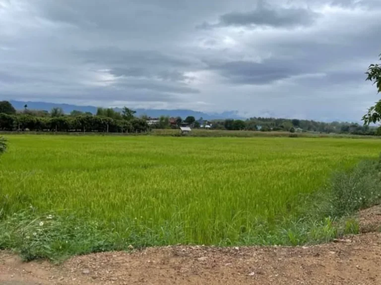 ขายที่ดินติดถนนวิวดอยหลวง เชียงดาว เหมาแปลงราคาถูก