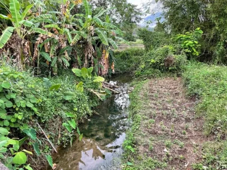 ขายที่ดินติดถนนวิวดอยหลวง เชียงดาว เหมาแปลงราคาถูก