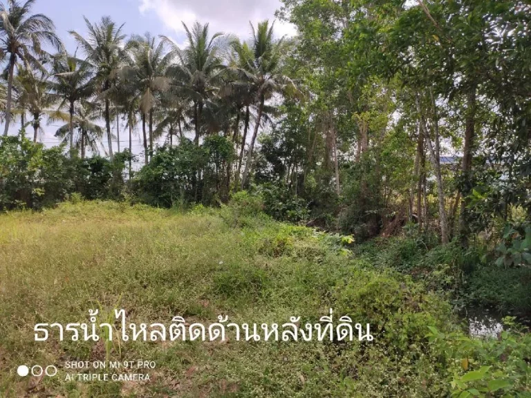 ขายที่ดิน 121ตรว4หัอง หลัง รรวัดควนลังหาดใหญ่ ขาย3ล้านบาท