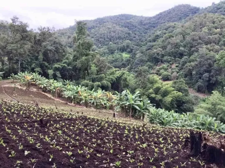 ขายที่ดินติดลำธาร ตำบลบ้านปง อำเภอหางดง จังหวัดเชียงใหม่