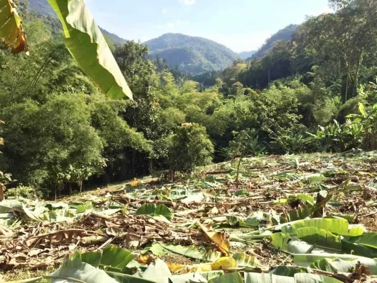 ขายที่ดินติดลำธาร ตำบลบ้านปง อำเภอหางดง จังหวัดเชียงใหม่