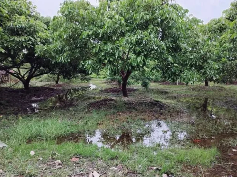 ขายสวนลำใยห้วยทราย ห่างศูนย์ราชการ 7 km ราคาถูก