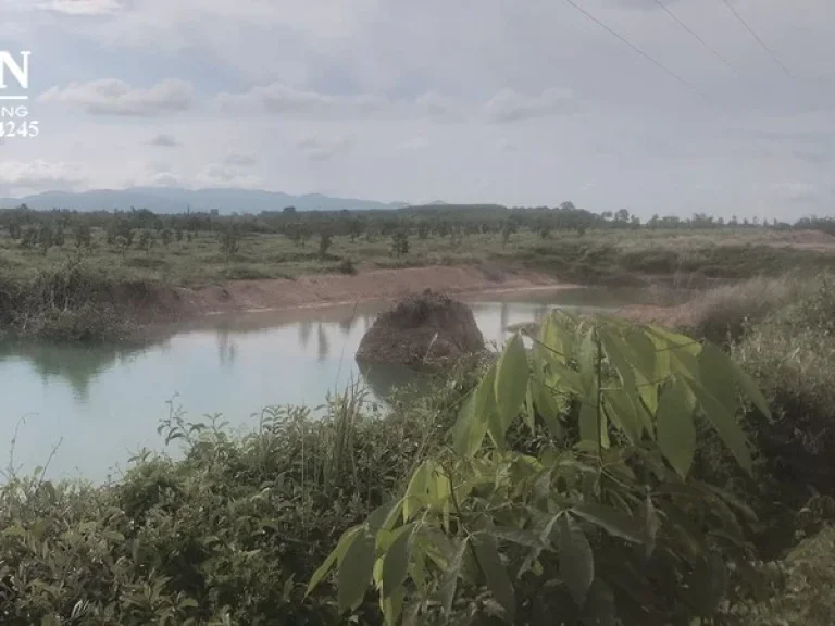 ขายสวนทุเรียน 120 ไร่ ทุเรียนอายุ 1 ปี 1800 ต้น ทุเรียนสมบูรณ์ต้นใหญ่มาก