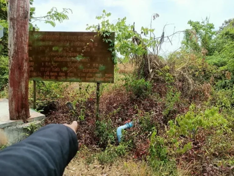 ขายที่ดิน3แปลงรวม 8-3-50 ไร่ ตหนองเมือง อม่วงสามสิบ จอุบลราชธานี