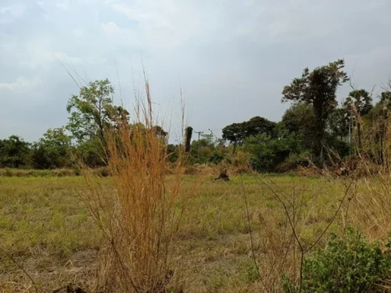 ขายที่ดิน3แปลงรวม 8-3-50 ไร่ ตหนองเมือง อม่วงสามสิบ จอุบลราชธานี