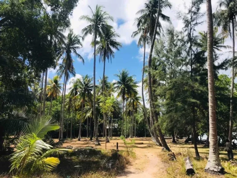 ที่ดินเกาะศรีบอยา จังหวัดกระบี่