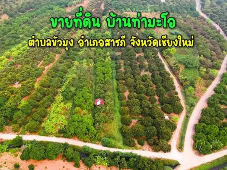 ขายที่ดิน บ้านท่ามะโอ ตำบลขัวมุง อำเภอสารภี จังหวัดเชียงใหม่