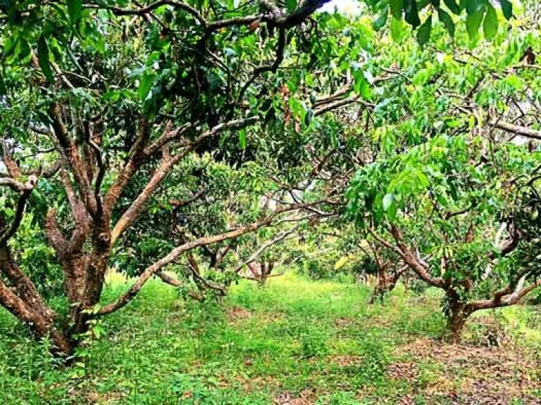 ขายที่ดิน บ้านท่ามะโอ ตำบลขัวมุง อำเภอสารภี จังหวัดเชียงใหม่