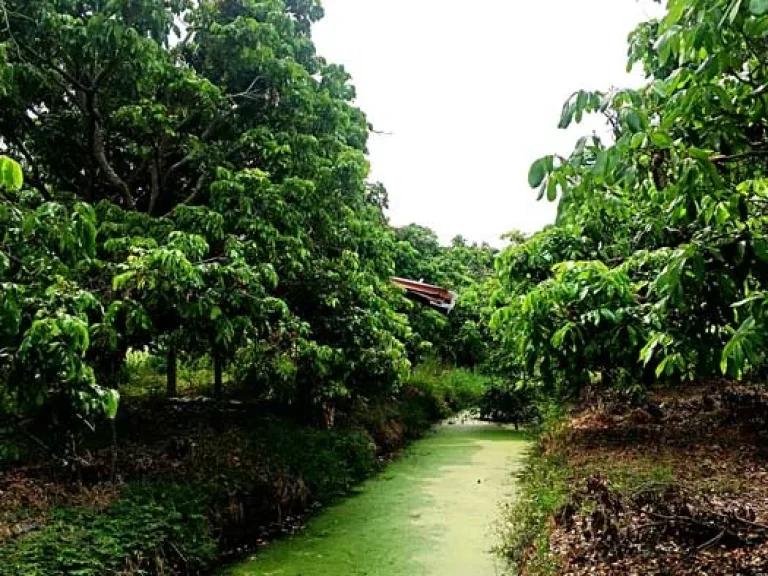 ขายที่ดิน บ้านท่ามะโอ ตำบลขัวมุง อำเภอสารภี จังหวัดเชียงใหม่