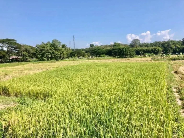 ที่นาวิวภูเขาสวย แม่ริมใกล้เมืองเชียงใหม่