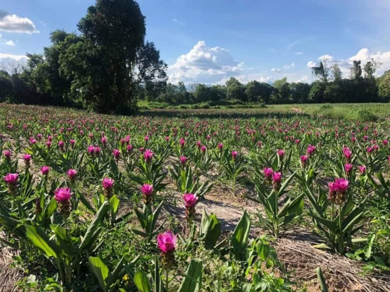 ขายที่ดินติดถนนหลัก เนินดอยสวย วิวภูเขาล้อมรอบ ติดลำห้วย อแม่แตง เชียงใหม่