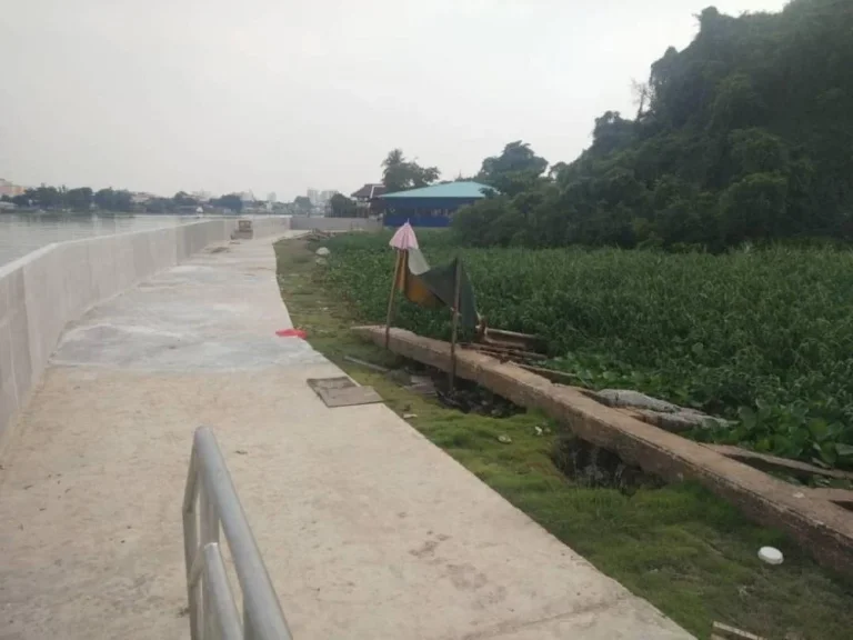 ขายที่ดินติดแม่น้ำเจ้าพระยา ใกล้วัดเฉลิมพระเกียรติ นนทบุรี