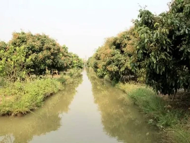 ขายที่ดินพร้อมทำการเกษตรแบบผสมผสาน พร้อมบ้านไม้สัก 2หลัง และโรงจอดรถ จลำพูน