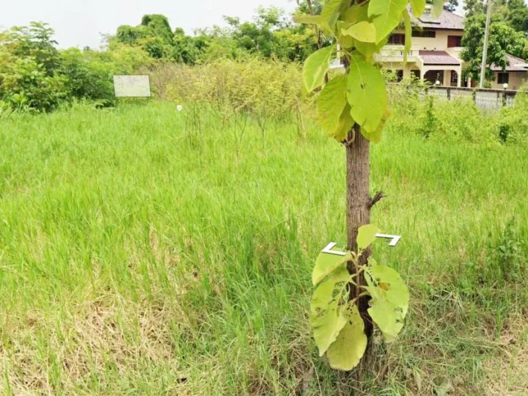 ที่ดินเปล่า 300 ตรว ตหนองหาร อสันทราย จเชียงใหม่