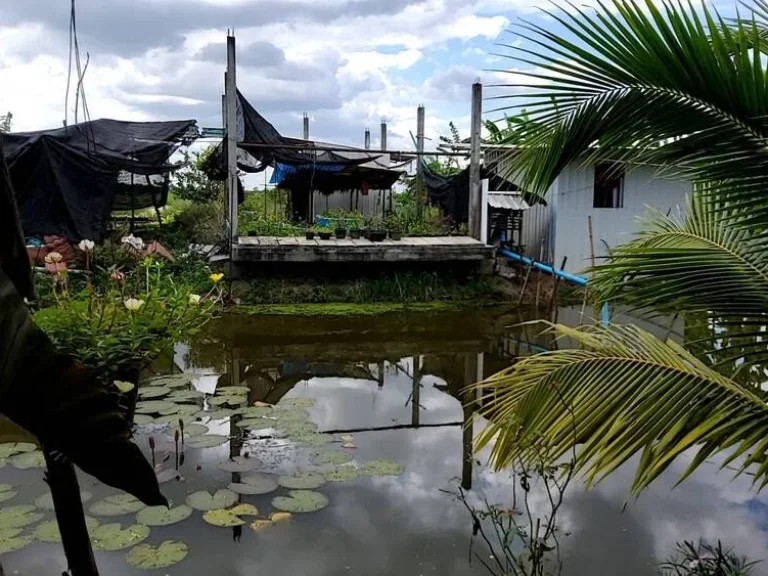 ขายที่ดิน 3 ไร่ ตชุมพล อองครักษ์ คลอง 15 ถนนลำลูกกา