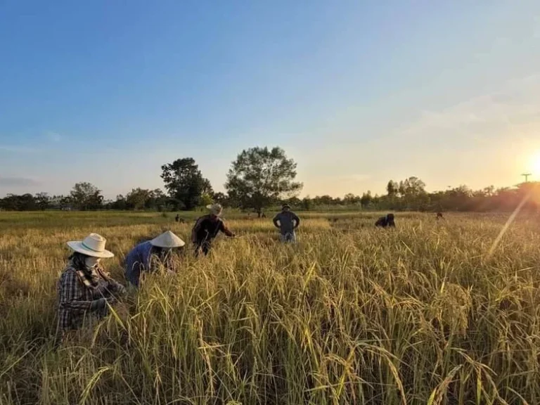 ขายที่ดิน 10 ไร่ พร้อมบ้านสวน 1 หลัง จอุดรธานี เจ้าของขายเอง