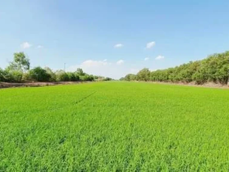 ขาย ที่ดิน 59 ไร่กว่า คลองสี่ ระพีพัฒน์ ถนนประตูพระอินทร์ ปทุมธานี อยุธยา