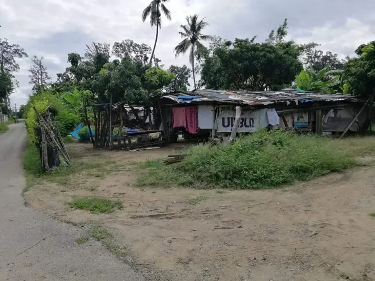 ขายที่ดินบ้านปากกองตำบลยางเนิ้งสารภี ใกล้โรงพยาบาลสารภีพร้อมโอน