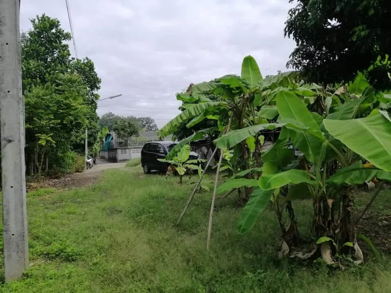 ขายที่ดินบ้านปากกองตำบลยางเนิ้งสารภี ใกล้โรงพยาบาลสารภีพร้อมโอน