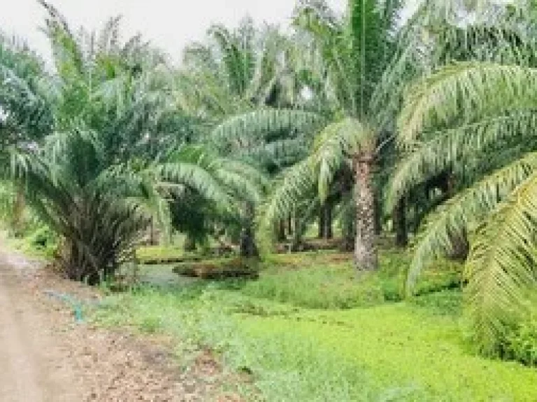 ขายสวนปาล์ม อายุ 8 ปี คลอง 11 หนองเสือ 19 ไร่ พร้อมเก็บผลผลิต มีรายได้ทุกๆเดือน