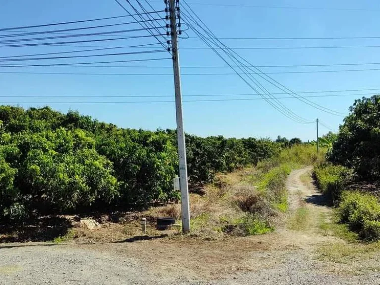 ขายที่สวนลำใยแปลงมุมติดถนนสองด้านบ้านต้นแก้วโฉนดพร้อมโอน