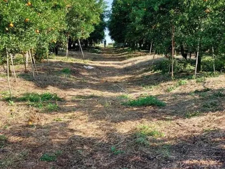 ที่ดินเกษตรผสมผสาน 310 ไร่ อแม่อาย จเชียงใหม่ ที่ดินอุดมสมบูรณ์มีน้ำตลอดทั้งปี