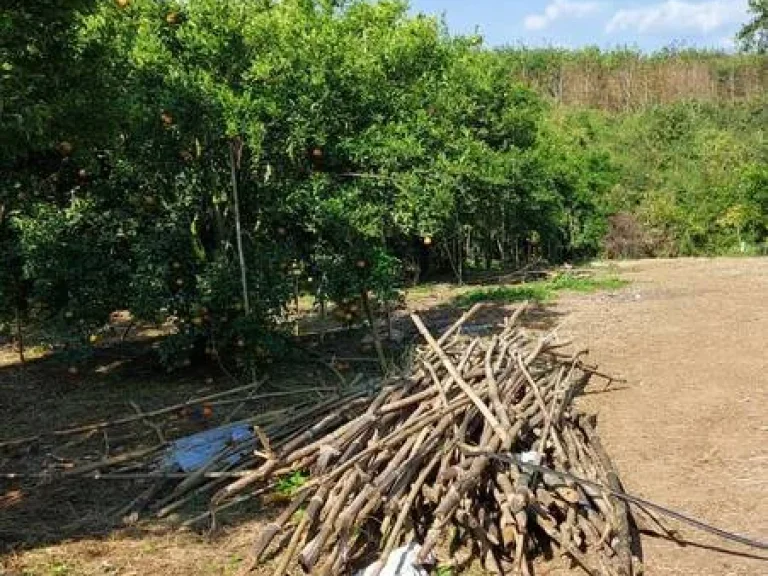 ที่ดินเกษตรผสมผสาน 310 ไร่ อแม่อาย จเชียงใหม่ ที่ดินอุดมสมบูรณ์มีน้ำตลอดทั้งปี