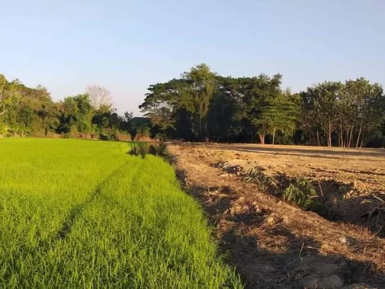 ขายที่ดินบ้านสันหนองช่างเคิ่งแม่แจ่มวิวดอยโฉนดพร้อมโอนราคาถูก