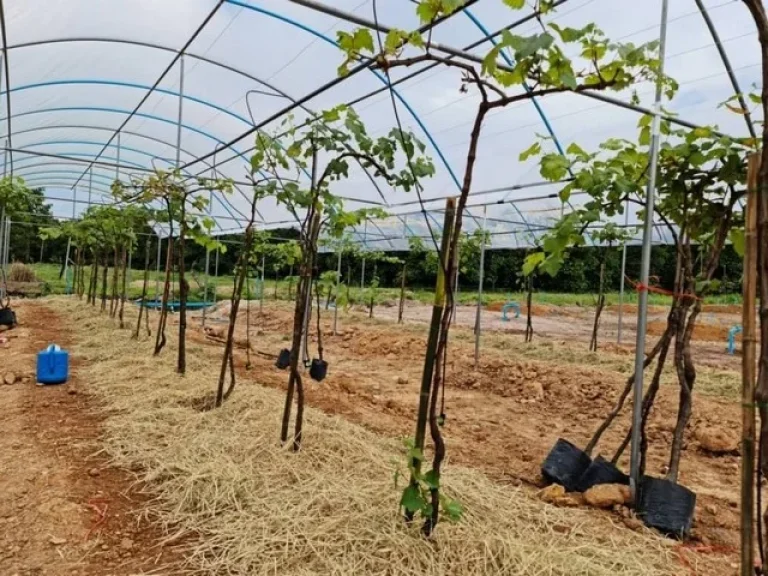 ขายที่ดินสวนผสม บ้านพร้อมสวนองุ่น บ้านวิวเขา ที่ดินสวยราคาถูก ใกล้ทะเล ชากพง แกลง ระยอง