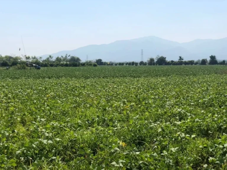 ขายที่ดิน ติดคลองชลประทาน 5 ไร่ อแม่ริม จังหวัดเชียงใหม่