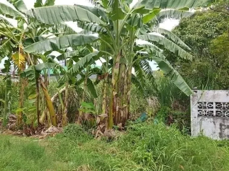 ที่ดินว่างเปล่า ด้านหน้าติดถนนซอยลาซาล 52 แยก 1 ถนนสุขุมวิท105