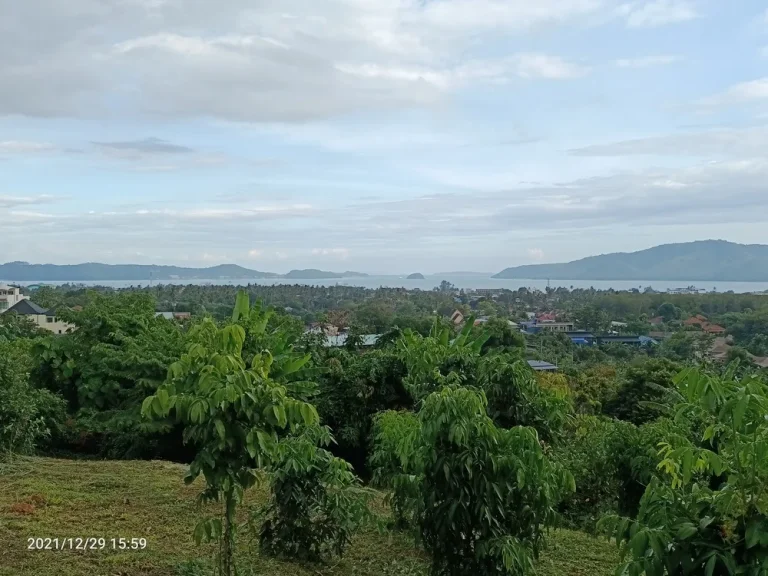 ภูเก็ต ขายที่ดินสวนติดซีวิวล์ 7 ไร่เศษ ซอยมัสยิดนูรุดดีนียะฮ์ ราไวย์ ภูเก็ต