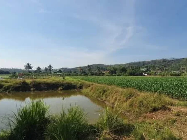 ขายที่ดินแม่วางทุ่งปี้วิวภูเขาติดลำเหมืองพร้อมบ่อน้ำโฉนดพร้อมโอน