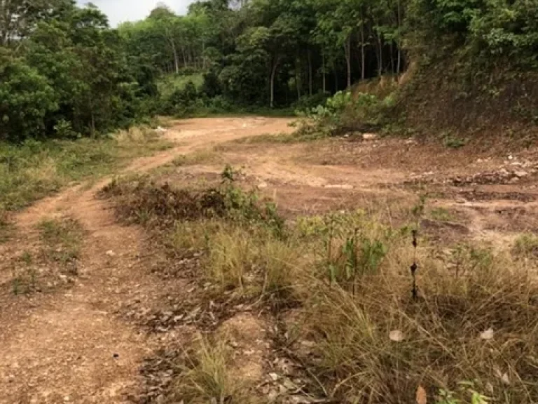 ที่ดินซีวิว ฝั่งพระอาทิตย์ขึ้น สำหรับทำบ้านพักตากอากาศ