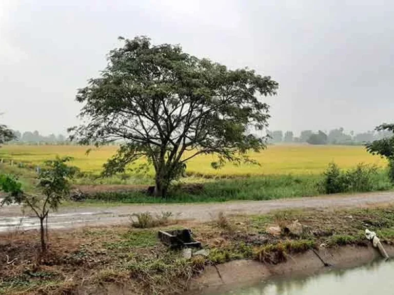 ขายที่ดินเหมาะทำการเกษตร ติดคลองชลประทาน วังหว้า ศรีประจันต์