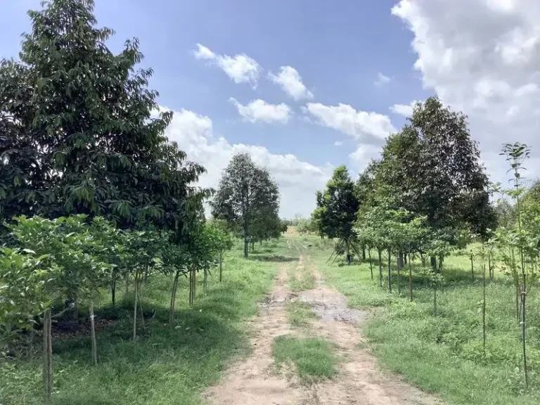 ขายที่สวนทุเรียนปราจีนบุรี 3 ไร่ 2 งาน 89 ตรว ตำบลดงขี้เหล็ก อำเภอเมืองปราจีนบุรี