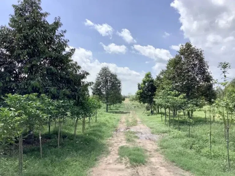 ขายที่สวนทุเรียนปราจีนบุรี 3 ไร่ 2 งาน 89 ตรว ตำบลดงขี้เหล็ก อำเภอเมืองปราจีนบุรี