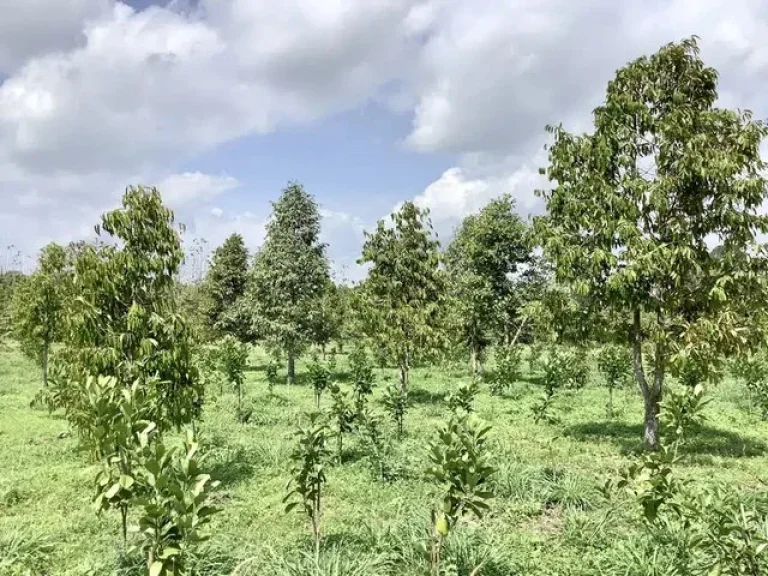 ขายที่สวนทุเรียนปราจีนบุรี 3 ไร่ 2 งาน 89 ตรว ตำบลดงขี้เหล็ก อำเภอเมืองปราจีนบุรี